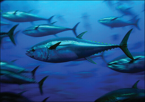 Atlantic Bluefin Tuna Angling Category Closure | The Billfish Foundation