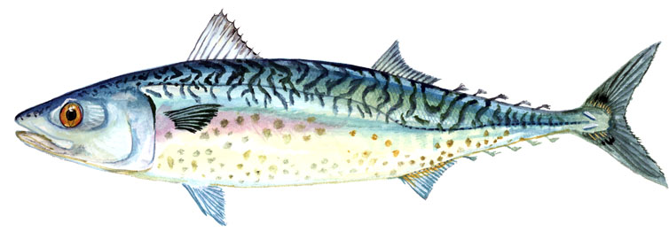 669 Chub Mackerel Royalty-Free Photos and Stock Images