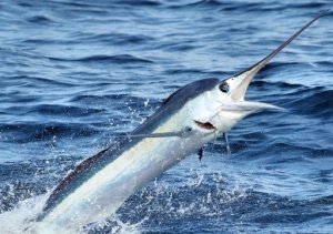marlin jumping out of water