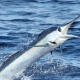 Atlantic Marlin Fishing Now All Catch & Release in 2020 | The Billfish Foundation