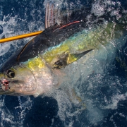 Tagging Yellowfin Tuna with ICCAT and AOTTP - The Billfish Foundation