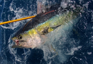 Tagging Yellowfin Tuna with ICCAT and AOTTP - The Billfish Foundation