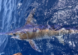 Swordfish and Tunas Landings Update | The Billfish Foundation