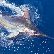 NOAA 2019 Commercial and Recreational Landings Updates | The Billfish Foundation