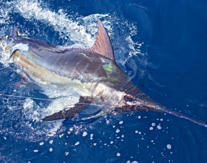 NOAA 2019 Commercial and Recreational Landings Updates | The Billfish Foundation