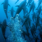 General Category Bluefin Fishery Temporary Closure | The Billfish Foundation