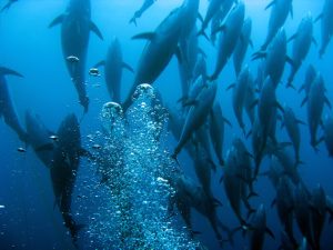 General Category Bluefin Fishery Temporary Closure | The Billfish Foundation