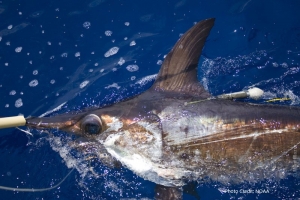 Satellite Tagging - Tag and Release - The Billfish Foundation