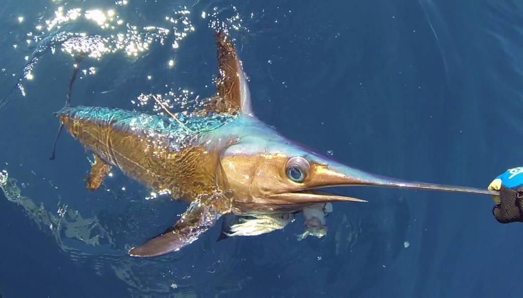 Non-Longline Fisheries Should Be Allocated More Swordfish