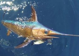 Non-Longline Fisheries Should Be Allocated More Swordfish | The Billfish Foundation
