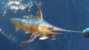 Non-Longline Fisheries Should Be Allocated More Swordfish | The Billfish Foundation
