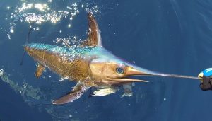 First permits issued for new swordfish fishing gear that's safe