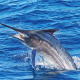 2019 Black Marlin Conservation Record | The Billfish Foundation