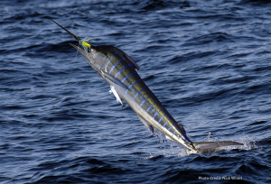 2019 Striped Marlin Conservation Record | The Billfish Foundation