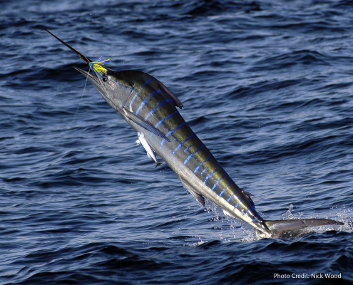 2019 Striped Marlin Conservation Record | The Billfish Foundation