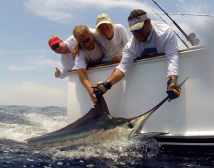 Blue Marlin Conservation Record 2019 | The Billfish Foundation