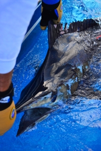 Tag & Release Competition Rule Changes | The Billfish Foundation