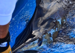 Tag & Release Competition Rule Changes | The Billfish Foundation