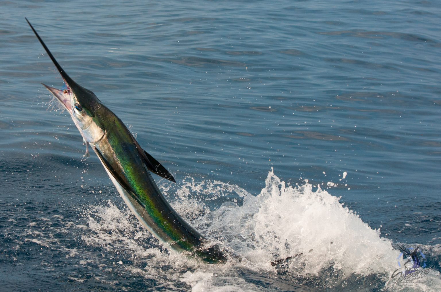 White Marlin Conservation Record 2019 | The Billfish Foundation