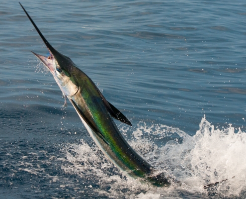 White Marlin Conservation Record 2019 | The Billfish Foundation