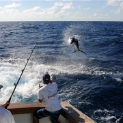 Tag & Release Competition Update | News |The Billfish Foundation