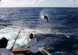 Tag & Release Competition Update | News |The Billfish Foundation