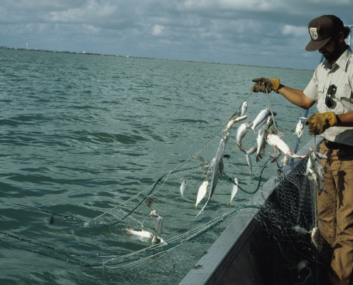 Hard Caps Accepted for Pacific Gillnet Fishery | The Billfish Foundation