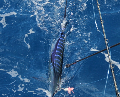 2019 Conservation Record | Featured News | The Billfish Foundation