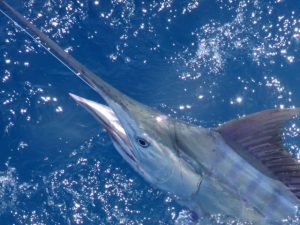 2020 Conservation So Far | News | The Billfish Foundation