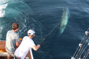 Tag & Release Competition Update | News | The Billfish Foundation