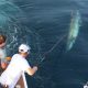 Tag & Release Competition Update | News | The Billfish Foundation