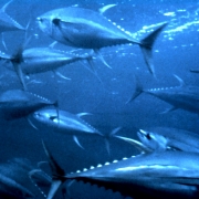 Billfish, Swordfish & Tunas Landings Update | The Billfish Foundation