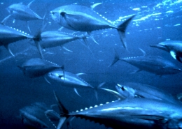 Billfish, Swordfish & Tunas Landings Update | The Billfish Foundation