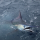 2019-2020 Tag & Release Competition Ends - The Billfish Foundation