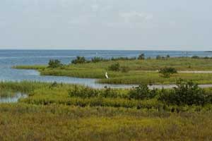 Coastal Resilience in the Gulf of Mexico and Alaska | The Billfish Foundation