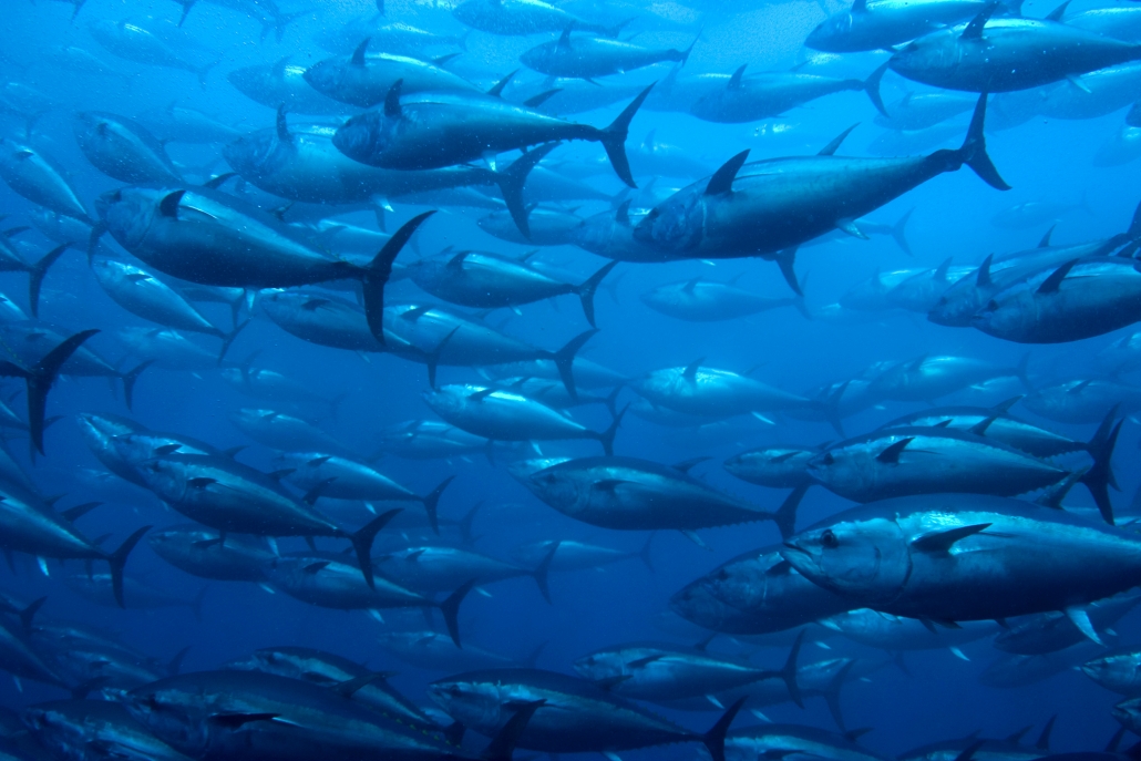 school of bluefin tuna 