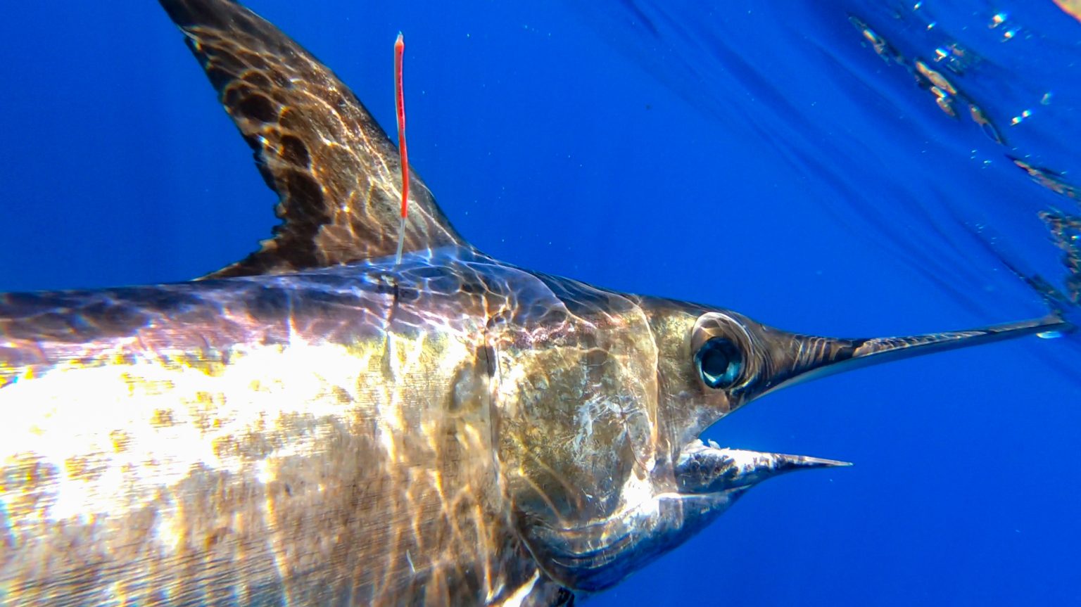 2020 Conservation Record Swordfish