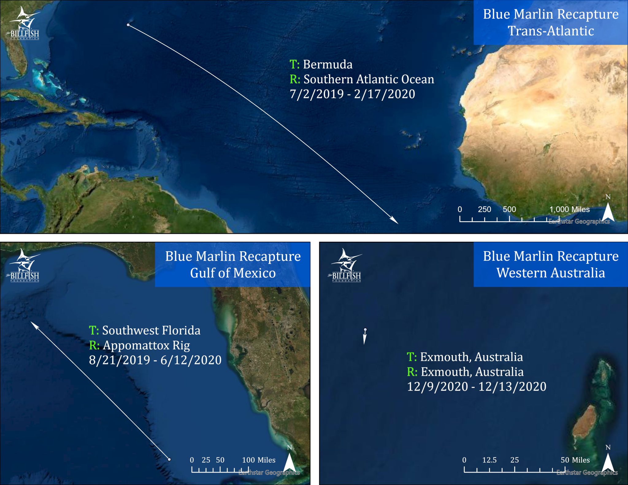 2020 Conservation Record: Blue Marlin