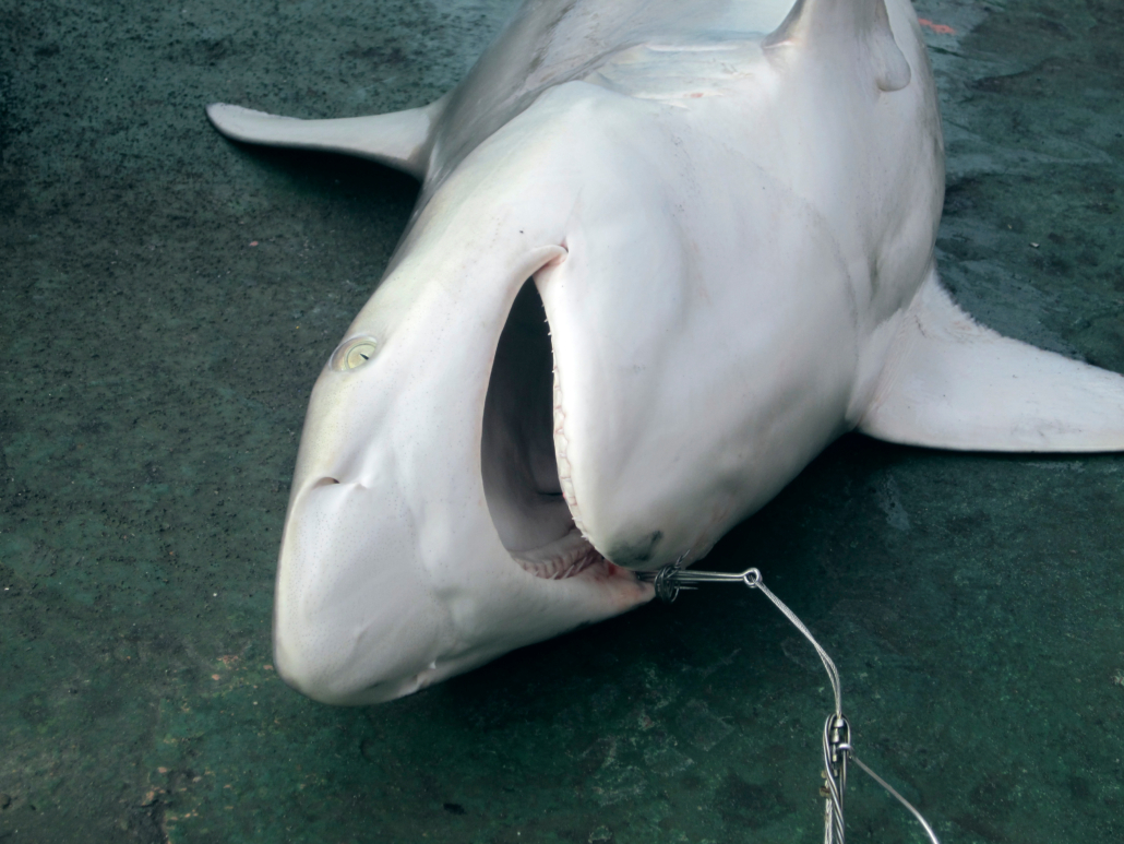 Effects of Circle Hooks on Sharks and Rays - IATTC Review