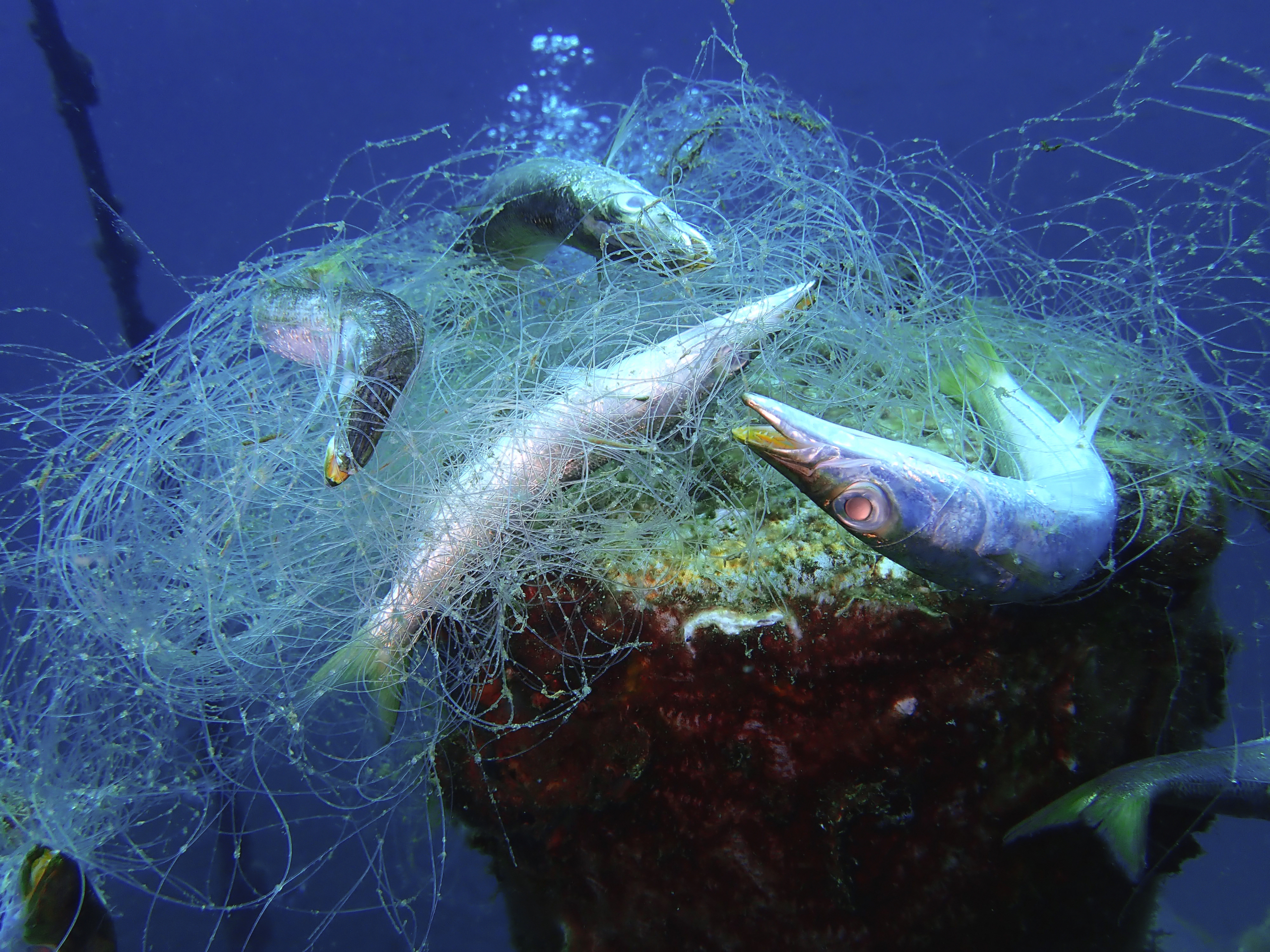 Ghost nets are commercial fishing nets that have been lost, abandoned, or  discarded at sea in Tunku Abdul Rahman Park, Kota Kinabalu. Sabah,  Malaysia, Borneo. - The Billfish Foundation