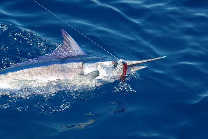 Spearfish - The Billfish Foundation