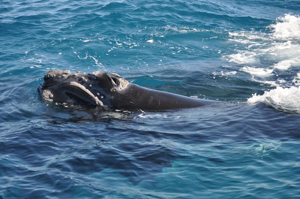 NOAA Announces $82 Million in Funding for North Atlantic Right Whale