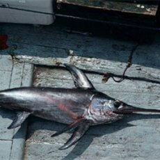 Swordfish Driftnets Gone off CA – Will Longlines Follow?